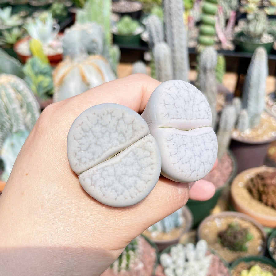 Rare Succulents - Lithops Pseudotruncatella large (1.2”)