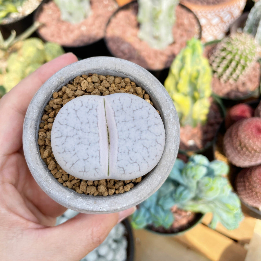 Rare Succulents - Lithops Pseudotruncatella large (1.2”)