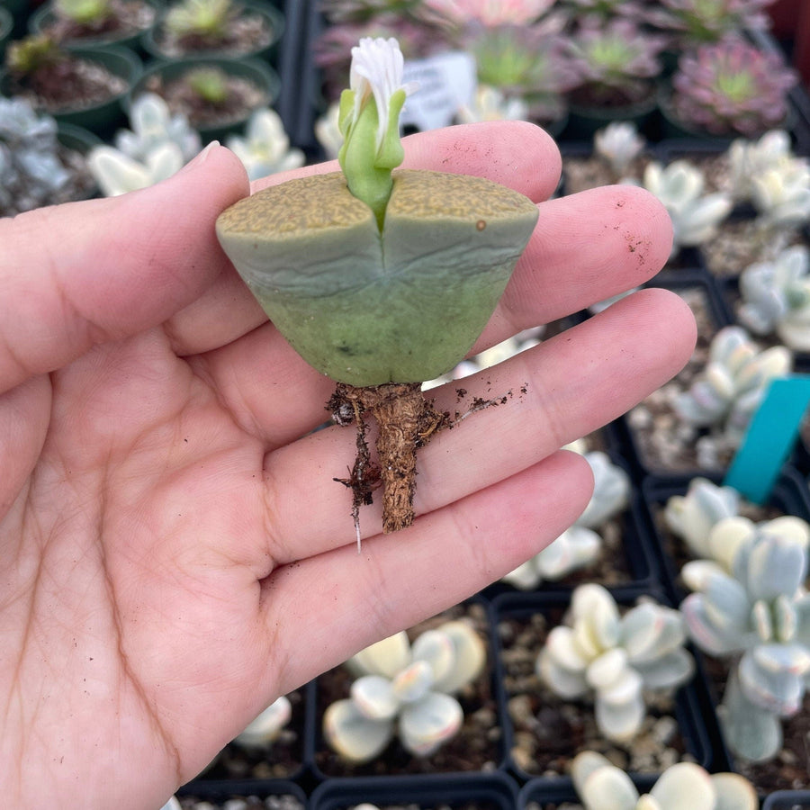 Rare Succulents - Lithops Lesliei vivid green large (1.2”-1.5”)