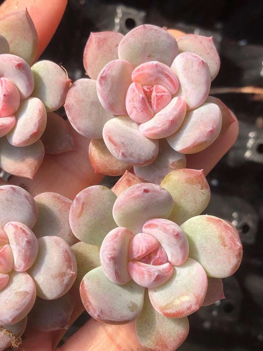 a close up of a person holding a plant