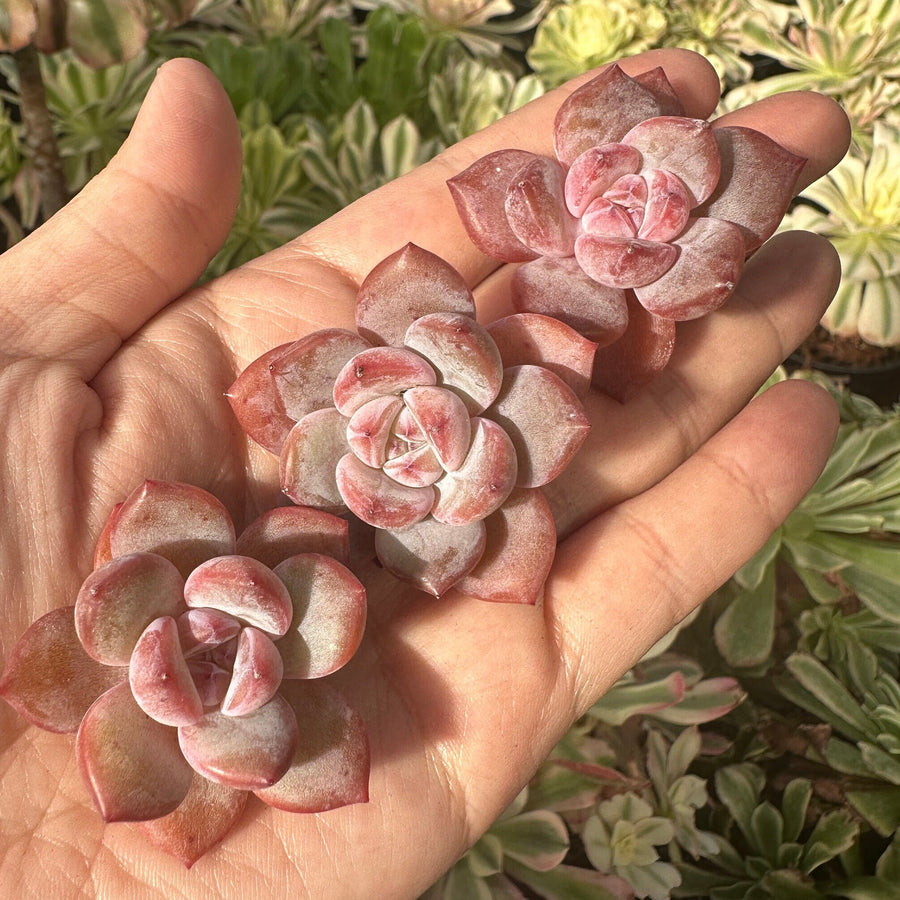 Rare Succulents - Echeveria Pink Stone (2