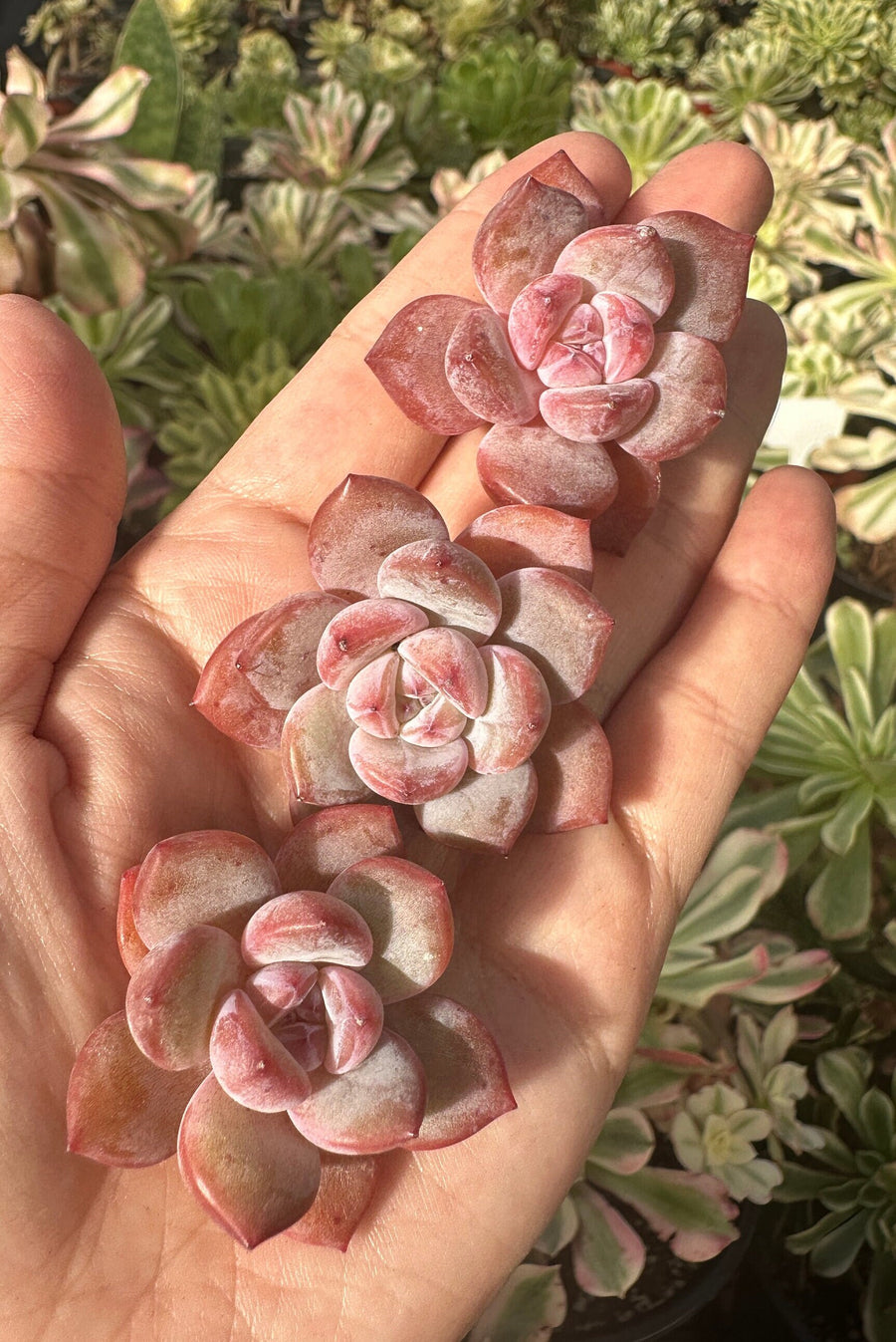 Rare Succulents - Echeveria Pink Stone (2