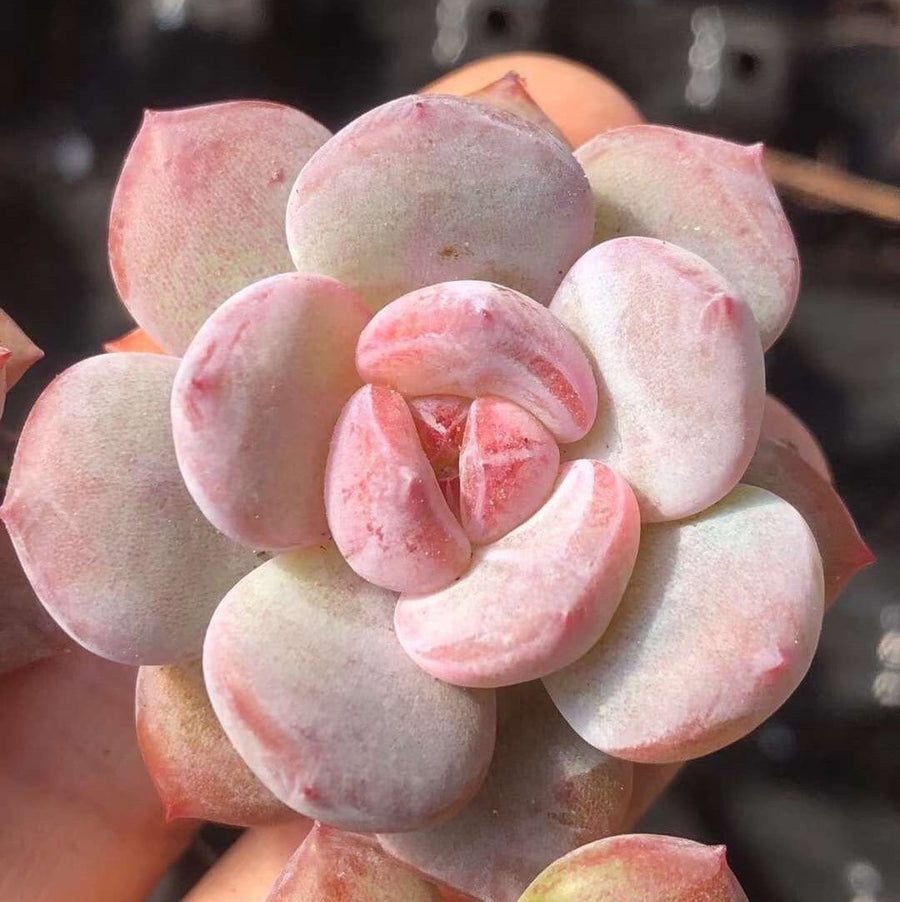 Rare Succulents - Echeveria Pink Stone (2