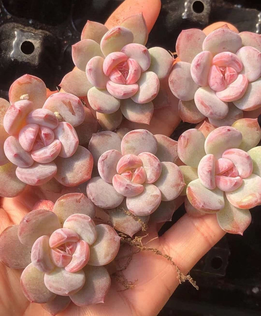 Rare Succulents - Echeveria Pink Stone (2