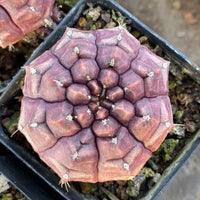 Rare Cactus - Gymnocalycium Mihanovichii Daydream Variegated Purple Color (1.5")