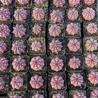 Rare Cactus - Gymnocalycium Mihanovichii Daydream Variegated Purple Color (1.5")